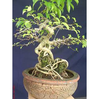 Beringin kimeng hasil stek batang kecil