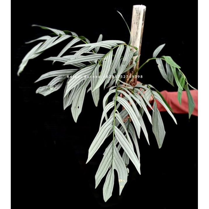 Rhapidiphora tenuis silver