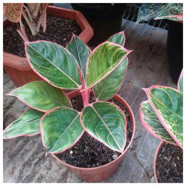 Aglonema lipstik Tiger