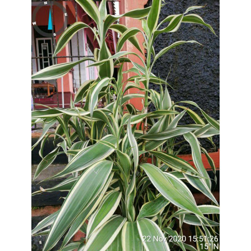 Bambu hoki varigata - tanaman pembawa hoki - sri rejeki varigata