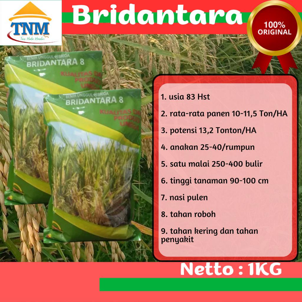 BIJI PADI BRIDANTARA 8 BENIH HIBRIDA 1KG