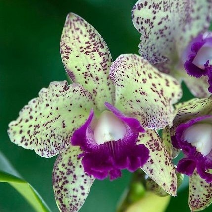 anggrek dendrobium spike -