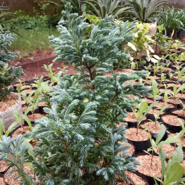 pohon cemara salju - tanaman cemara salju - cemara salju  _