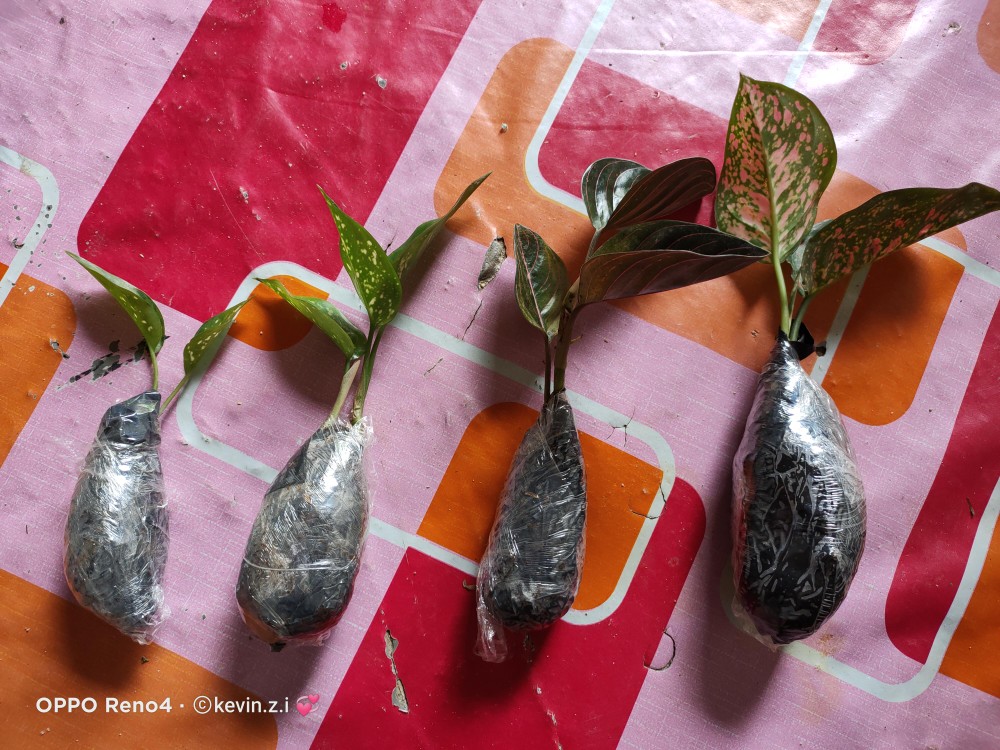4 Paket Aglonema (bibit) Dud Anjamani , Red Heng Heng , Rotundum , Snowhite