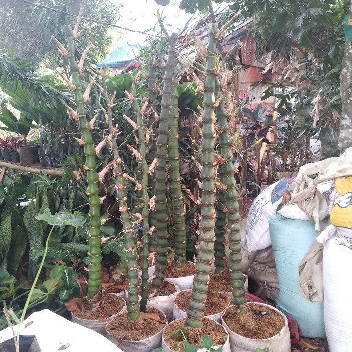 pohon bambu nagin / bambu cina hoki