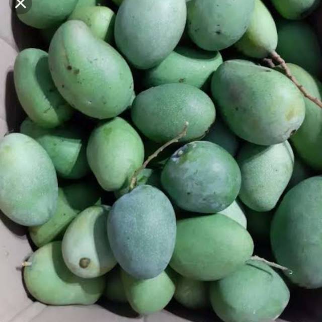 

Terlaris Mangga Muda