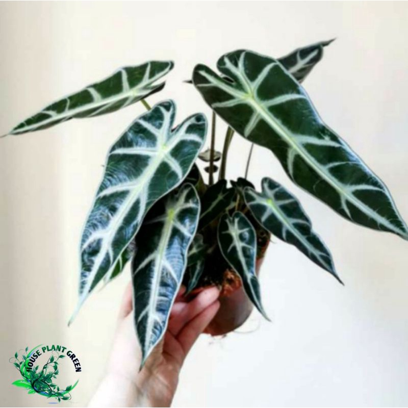 Tanaman Hias Alocasia Bambino - Alocasia bambino - Tanaman Hias Import Original