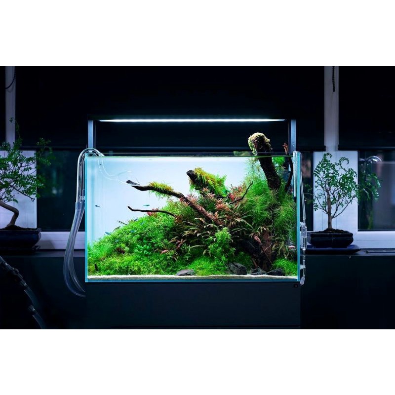 Paket Tanaman Aquascape Hidup - Tumbuhan Air Hias Aquarium