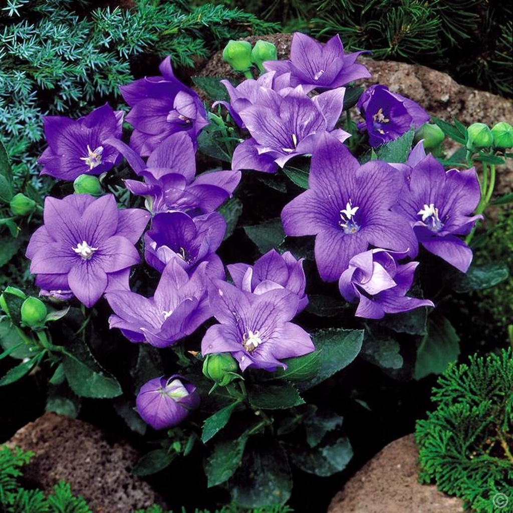 Benih Bibit Biji - Bunga Balloon Flower Mix (Platycodon grandiflorus) Flower Seeds - IMPORT