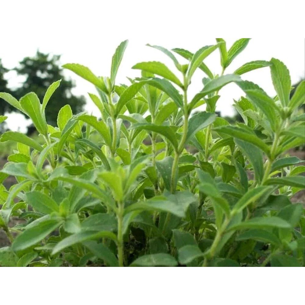 

Promo 10 paket tanaman Stevia - Stepia pengganti gula