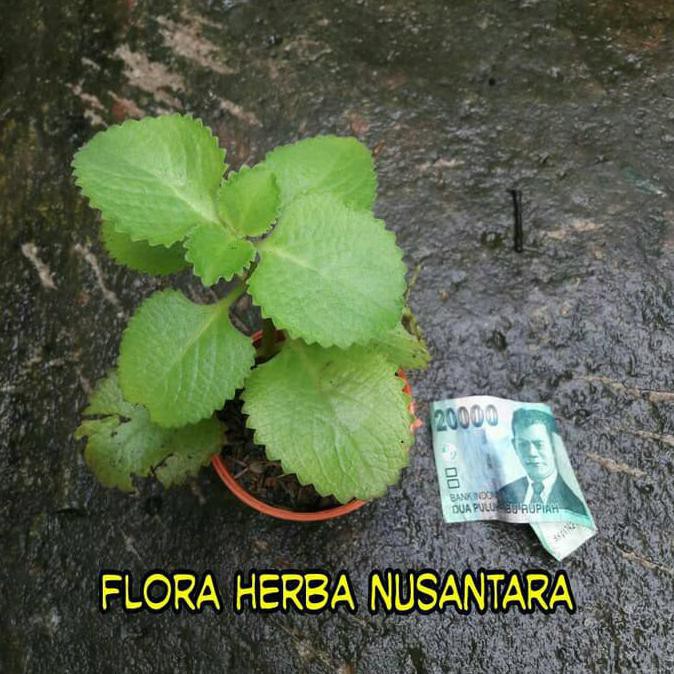 Jual Cl3an Bibit Tanaman Obat Daun Jinten ( Plectranthus Amboinicusl ...