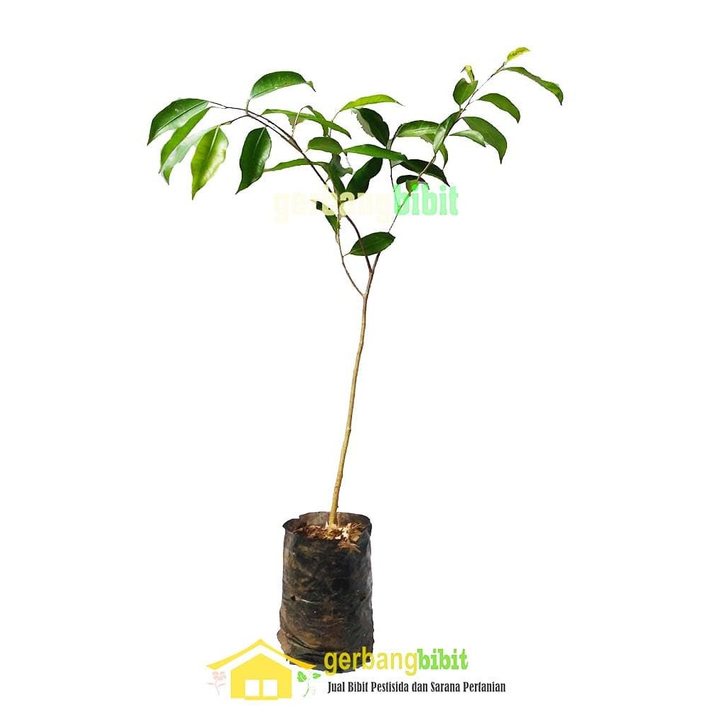 Bibit Tanaman Hias bahan bonsai Pohon Beringin Murah