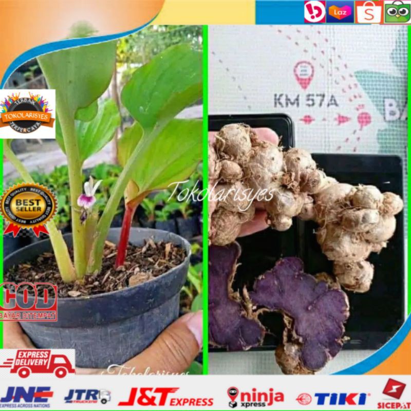 Bibit Kunyit Hitam Asli 100%  ORIGINAL