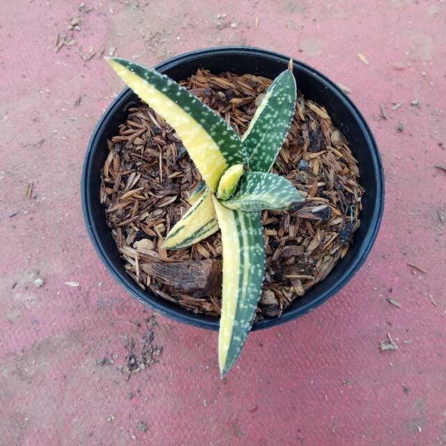 

Gasteria