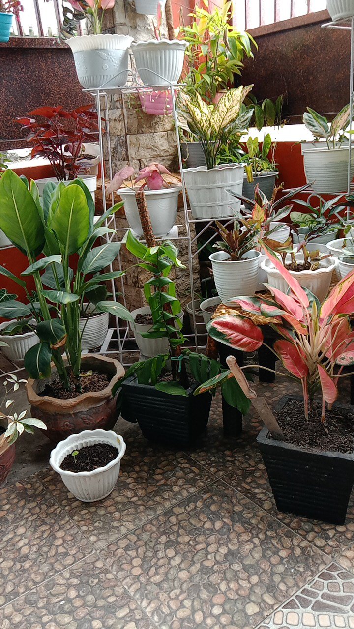 Tanaman Hias Indoor Mostera Epipremnum Pinatum/ekor Naga