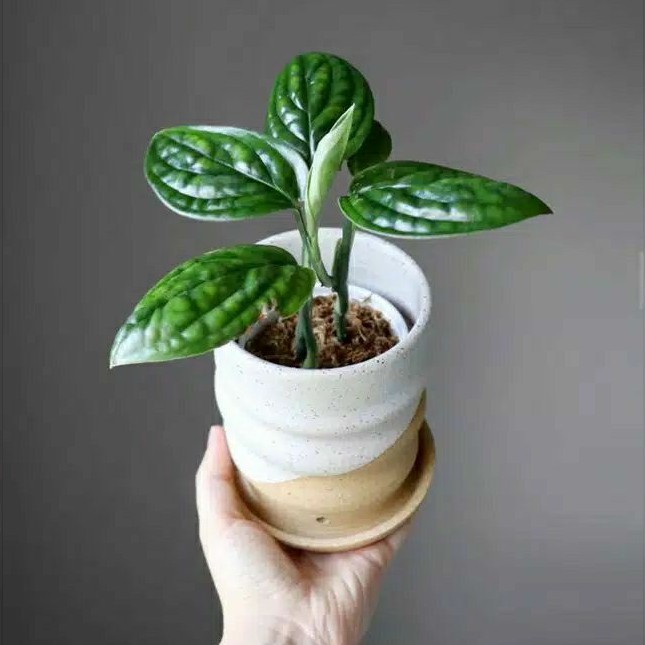 Aldi taman promo Tanaman sirih badak murah