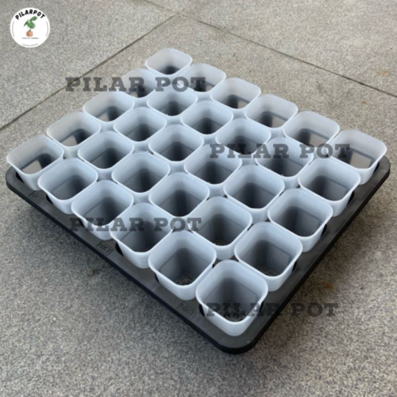 1 SET TRAY LUBANG 30 + POT NKT KOTAK 5CM BENING TRANSPARAN 30 PCS | TRAY SEMAI BIBIT