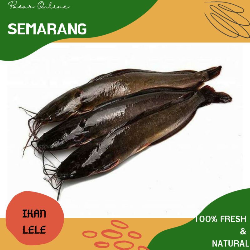 

Ikan Lele Segar / Ikan Lele Fresh / Ikan Hasil Laut / Belanja Ikan Semarang / Belanja Murah Semarang