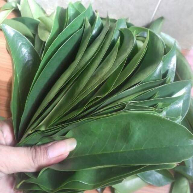 

Daun sirsak segar 50 lembar