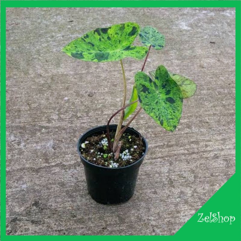 Colocasia Mojito Original / Mojito