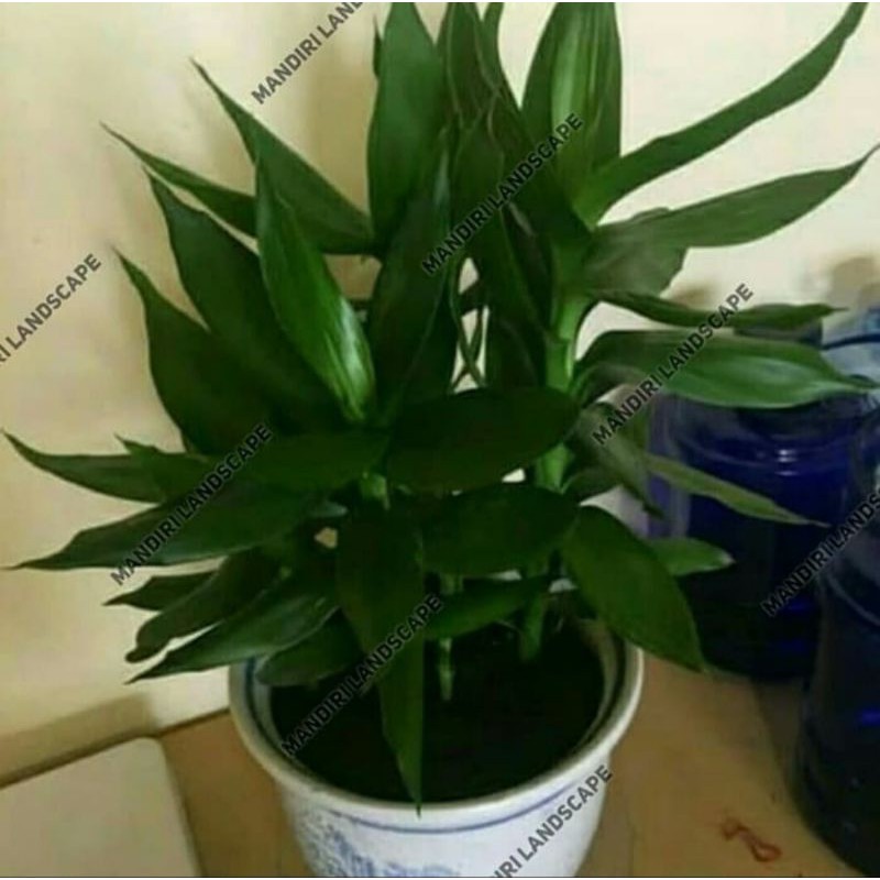 Tanaman Hias Sri Rejeki Hijau