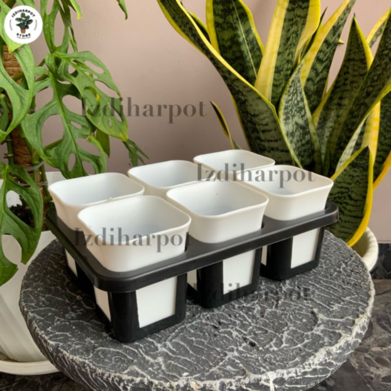 1 set Tray + POT BUNGA NKT KOTAK 7 CM PUTIH | tray semai bibit