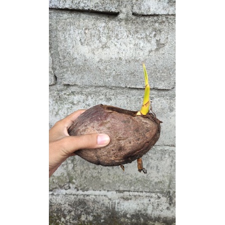 Bahan bonsai kelapa (bonkla) gading