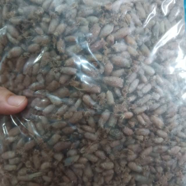 

Baby cumi ukuran 0.5-1cm 1kg