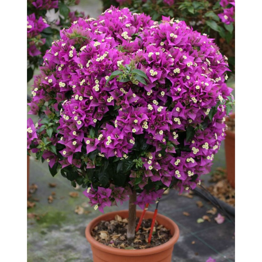 Tanaman Bougenville Putih ( Bunga Kertas ) -Tanaman Hias Hidup- Bunga Kertas Hidup