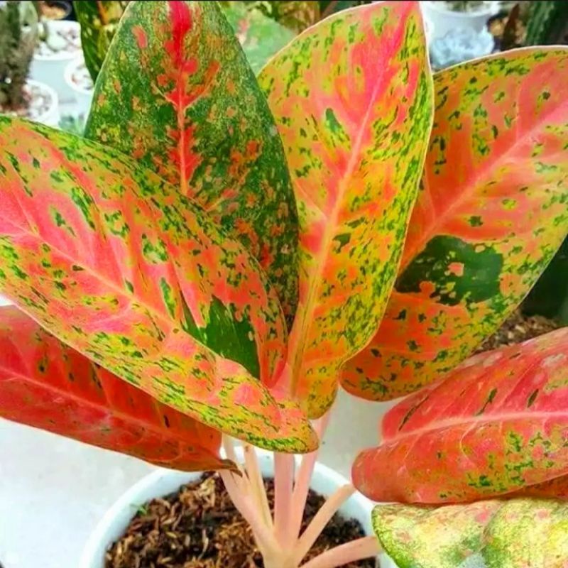 Aglaonema big roy mutasi / Aglonema big roy mutasi florist nursery/ Aglonema big roy mutasi (Tanaman