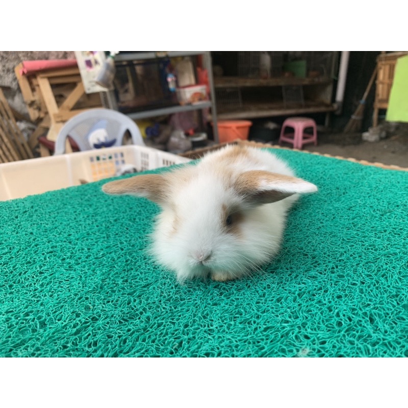 Kelinci Anakan Fuzzy Lop / Lup / Loop / FL