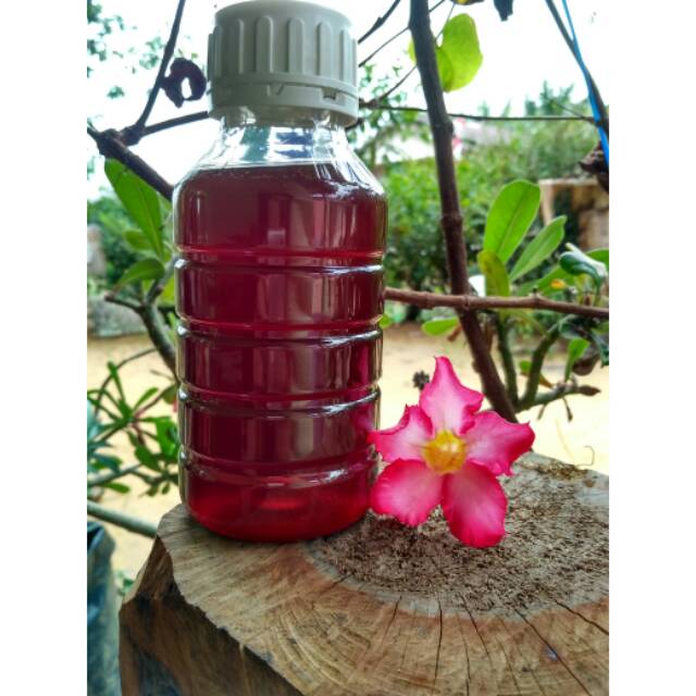 MADU KELULUT ITAMA 700 GRAM  KUALITAS SUPER 17% KADAR AIR