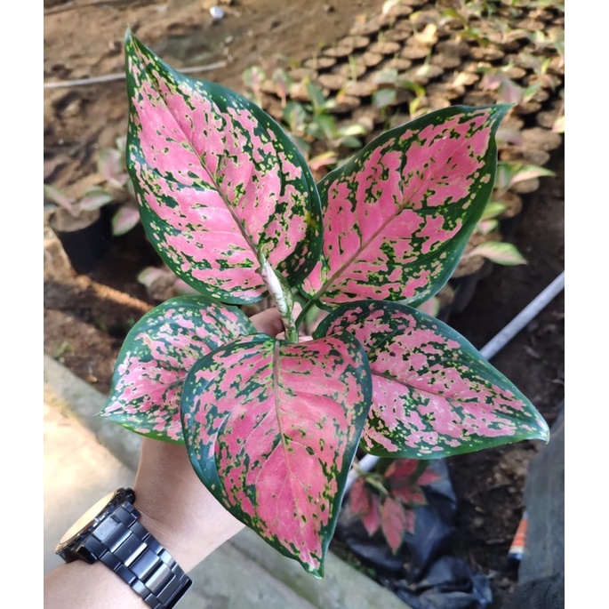 Aglonema dud anjamani lokal ( full merah )