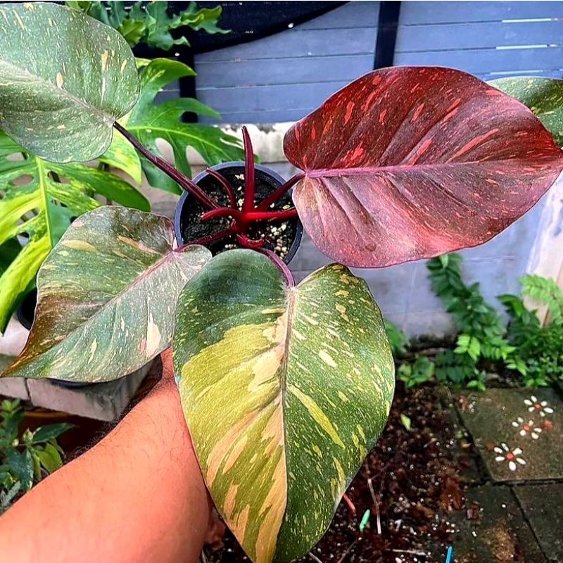 Syngonium Orange Princess/ syngonium / singonium / syngonium pink / singonium pink / singonium pink 