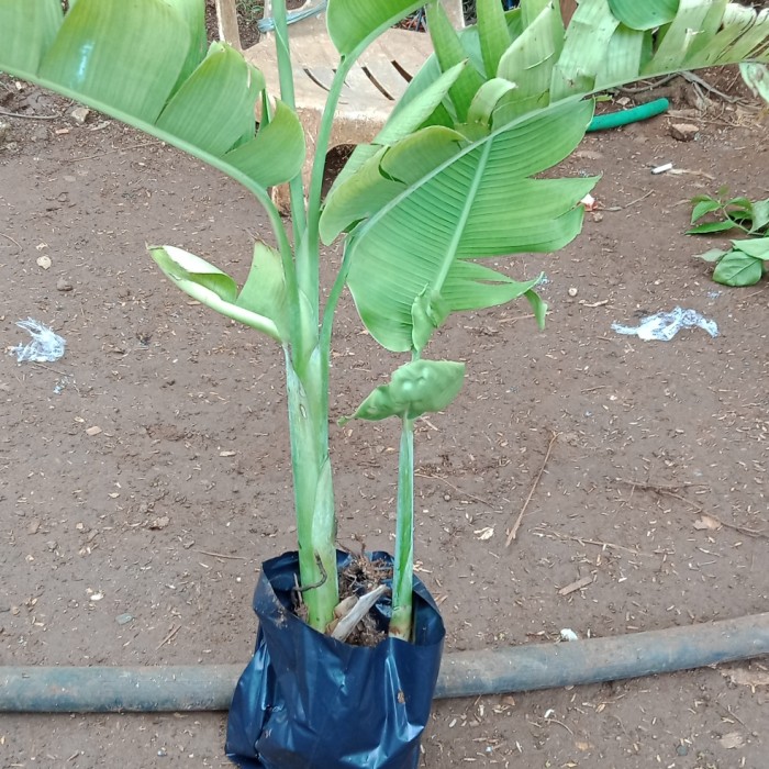 tanaman pisang pisangan seksi pink/pohon pisang pisangan seksi pink