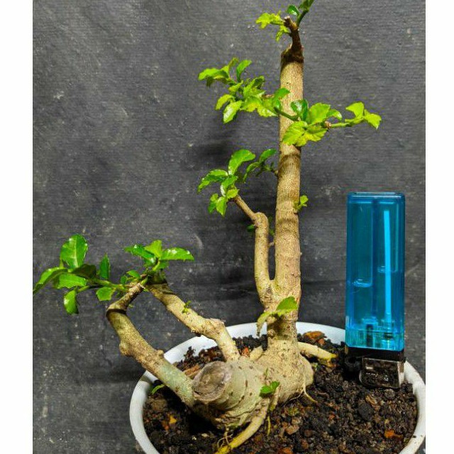 bahan bonsai serut raft style mame cakep realpic