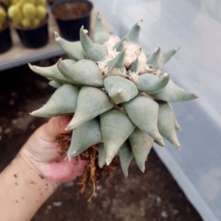 Ariocarpus