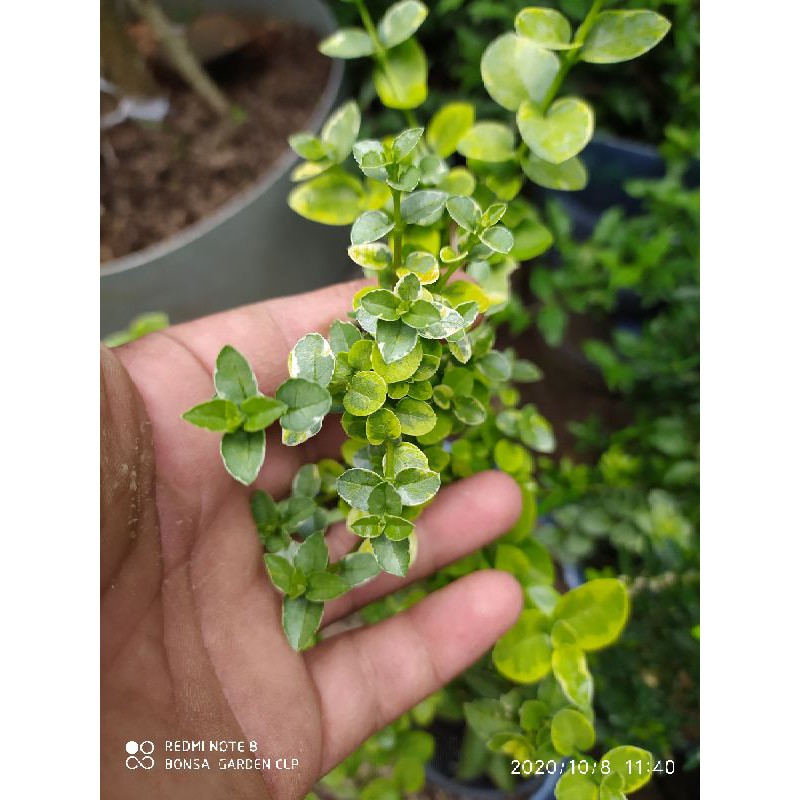 Sancang varigata terlaris  original bahan bonsai