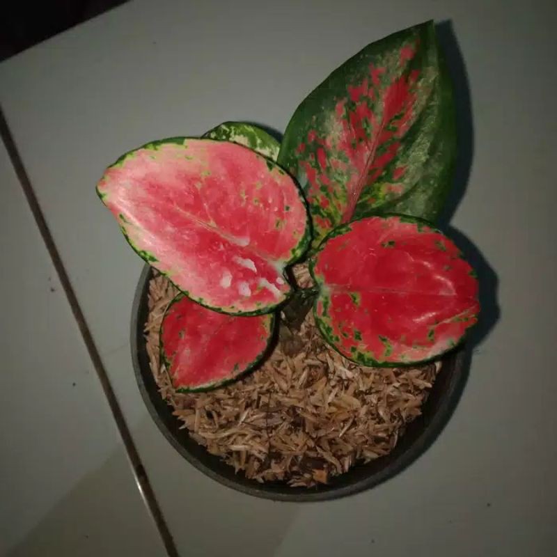 bibit aglonema red anjamani