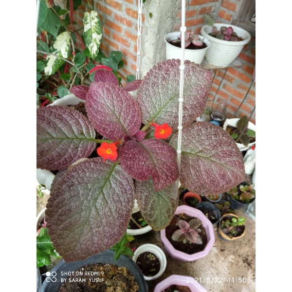 episcia no id