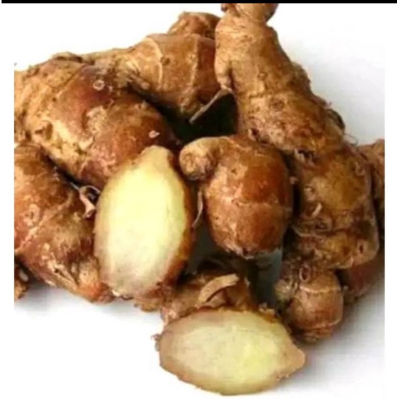 

KENCUR 500 GRAM/Bumbu masak/Obat herbal/Beras kencur