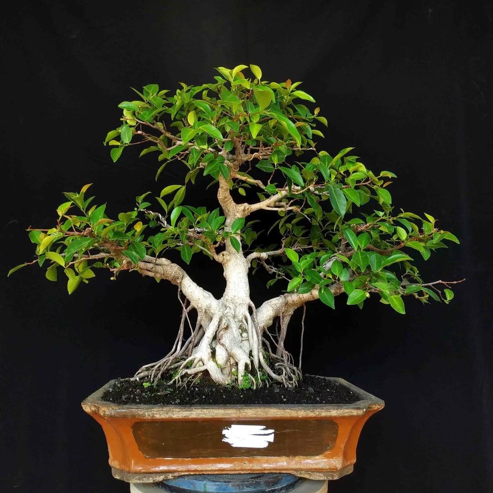 jual bonsai t500 pohon beringin iprik ficus retusa formal tanaman