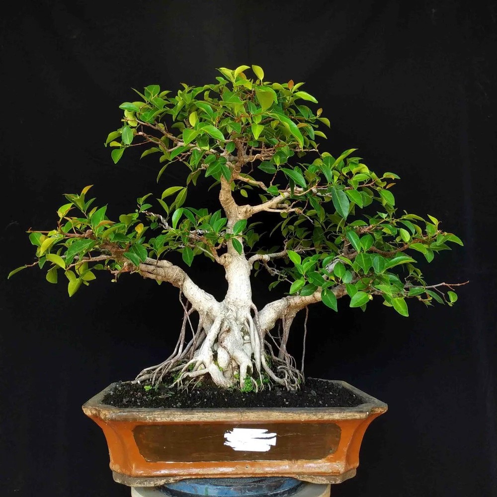 Bonsai T500 Pohon Beringin Iprik Ficus Retusa Formal 