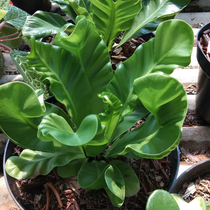 tanaman hias kadaka lasagna mini -kadaka mini-lasagna murah