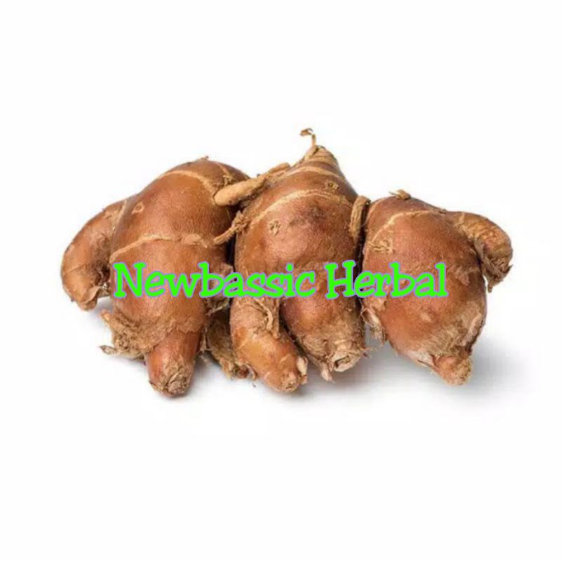 

kencur murah 500 gram
