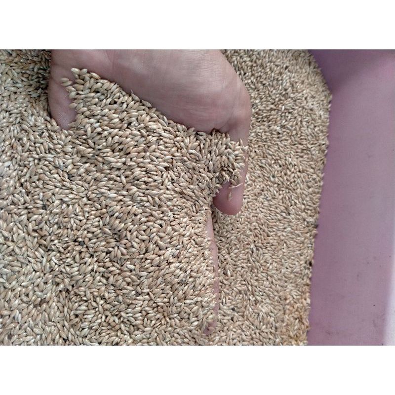 

Biji Kenari / Canary Seed 500 Gram Pakan Burung kenari, kutut dll