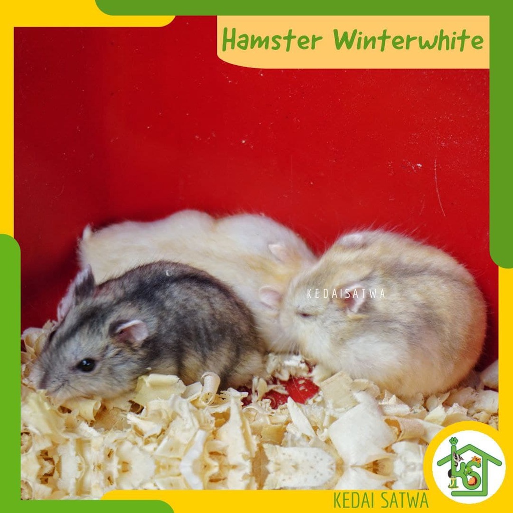Khusus Gosend area Jogja - Hamster Winterwhite | Winter Hamster Golden | Hamster Jinak | Kedai Satwa