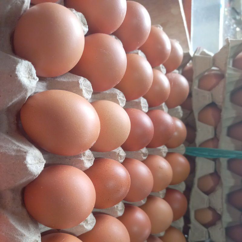 

Telor