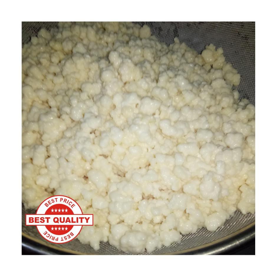 

BIBIT KEFIR GRAIN ASLI GRADE A 100 GR (Bukan starter atau bibit praktis/dijamin bagus/hidup)