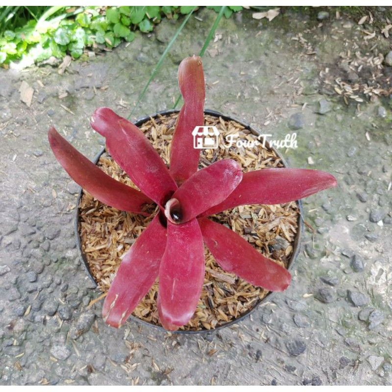 Bromelia Bromolia Merah Mini